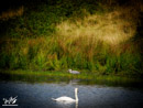 Grey Heron - Czapla Siwa, Swan – Łabędź